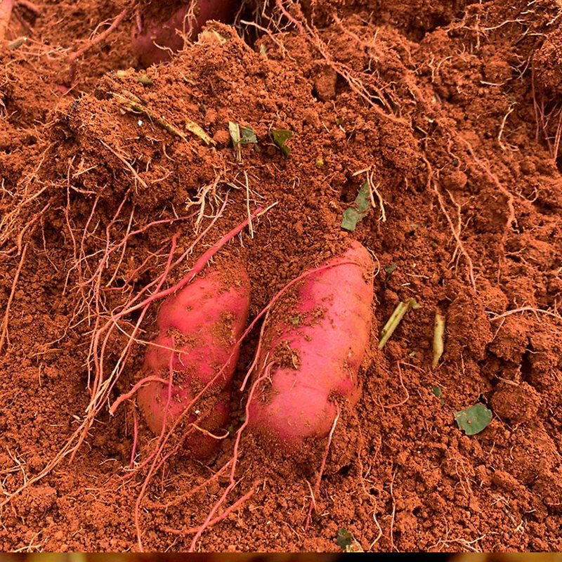 무농약 해남 꿀 고구마(비세척) 한입 3kg 부터 중상 대왕 특상 해남산지직송 밤고구마 꿀고구마