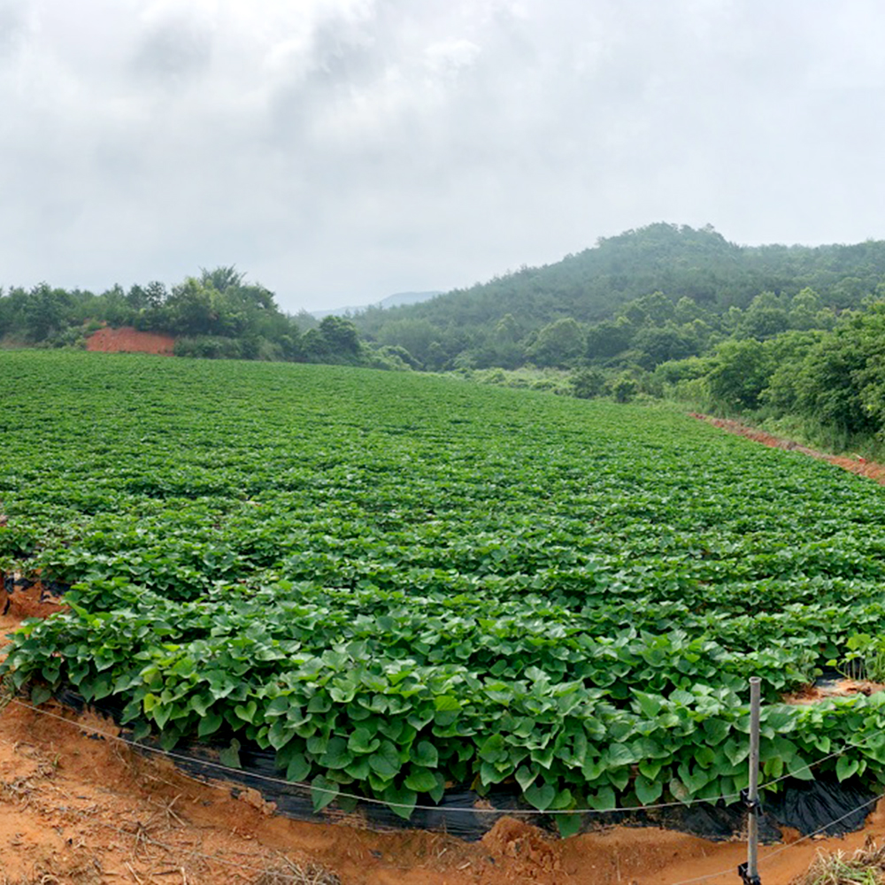 해남 꿀 고구마(세척) 2kg 부터 특상/긴특 왕/긴왕 세척햇고구마 해남산지직송 베니하루카 밤고구마