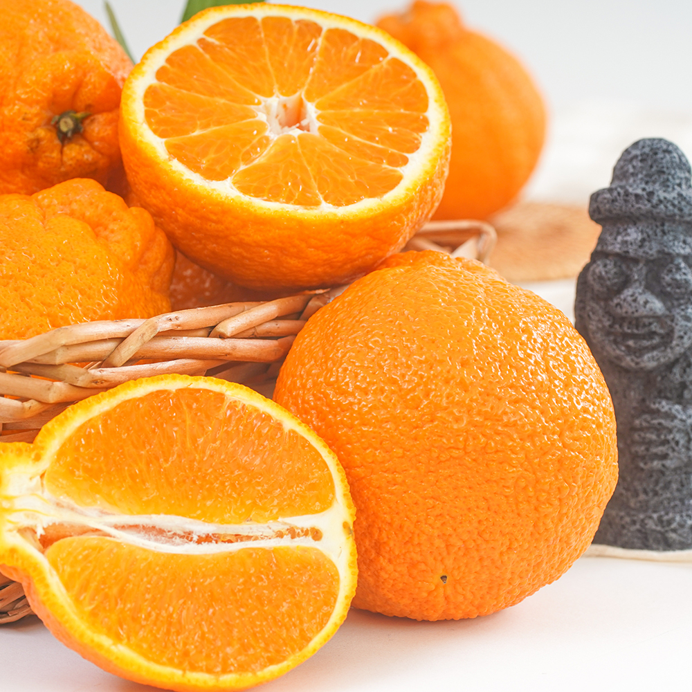 ★★[제주땡큐베리팜]제주도 한라봉 레드향 천혜향 노지감귤 2kg 3kg 5kg