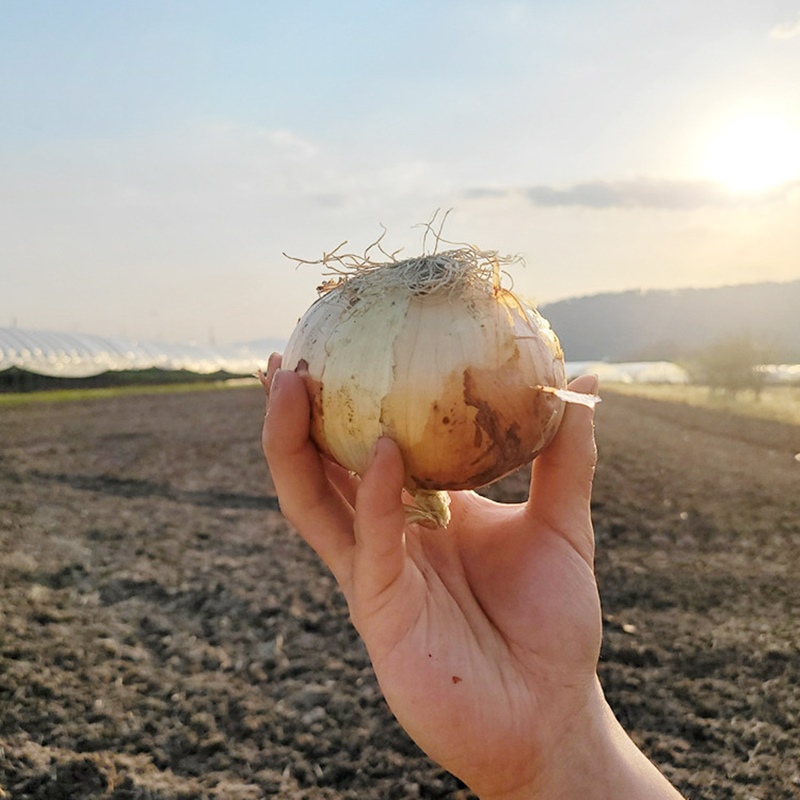 25년 양파 전남 무안 황토양파 소 3kg 부터