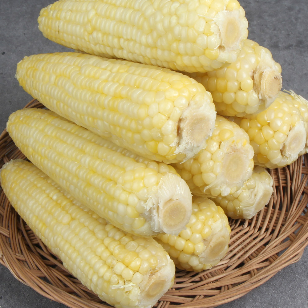 바로먹는 백찰 찐옥수수 10개 / 20개 특대16cm이상 맛있게 쪄서 급냉한 쫀득하고 찰진옥수수 전자렌지ok!