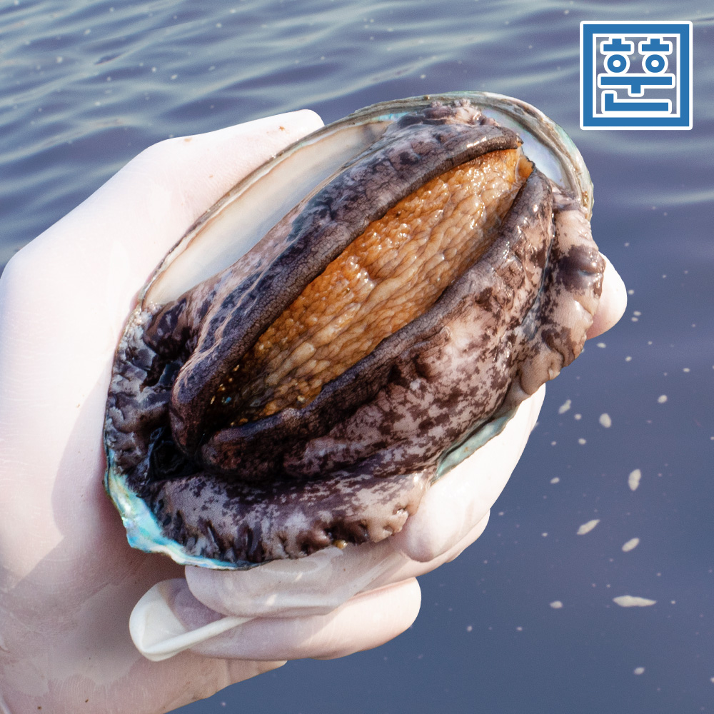 [훈훈수산] 완도산 활전복 1kg 해산물 산소포장 참전복