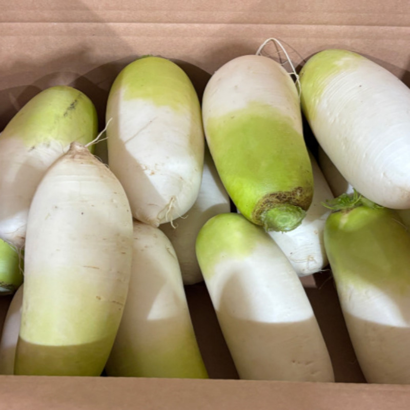 [푸디앤]  제주 화산토  월동 무 10kg /  아삭한 월동무