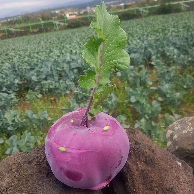 제주 콜라비 2kg 부터 해풍맞은 당도높은 아삭식감 보라색무