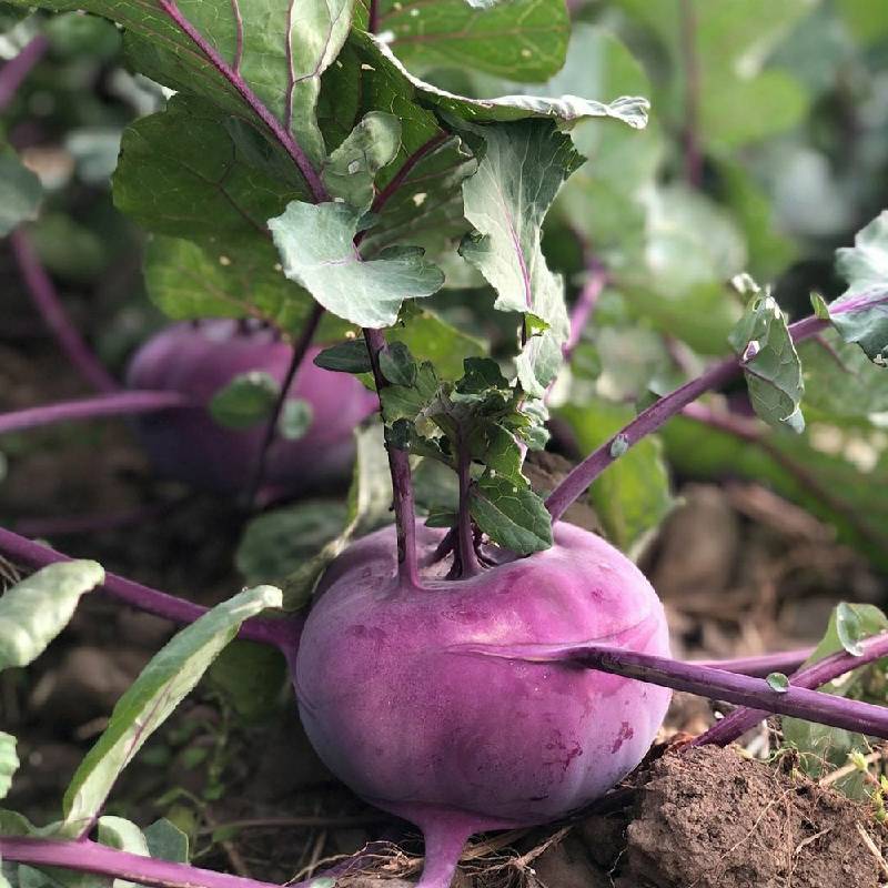 제주 콜라비 2kg 부터 해풍맞은 당도높은 아삭식감 보라색무