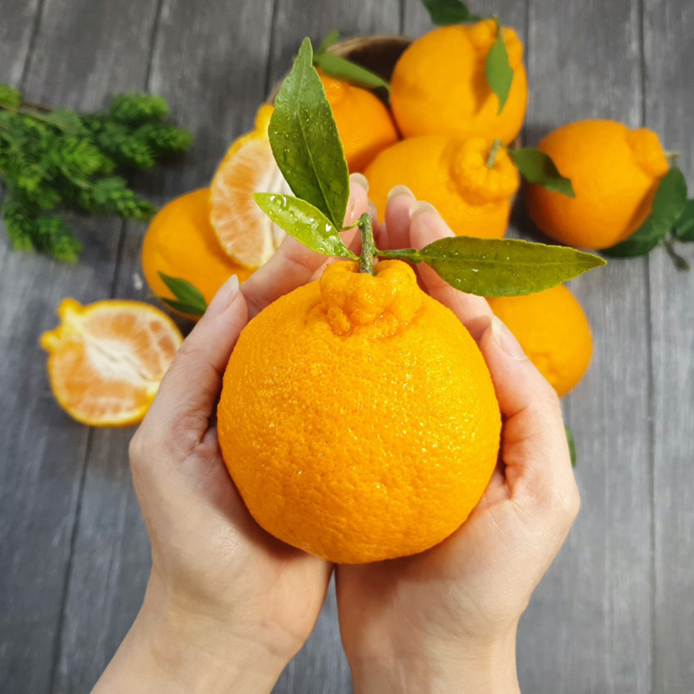 ★★[제주땡큐베리팜]제주도 한라봉 레드향 천혜향 노지감귤 2kg 3kg 5kg