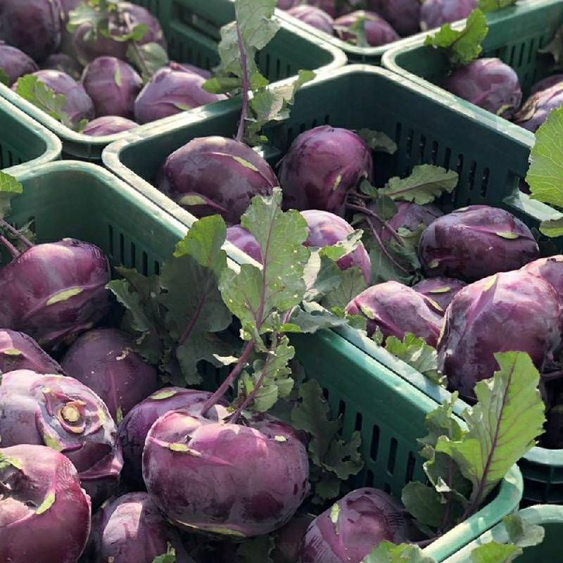 제주 콜라비 2kg 부터 해풍맞은 당도높은 아삭식감 보라색무