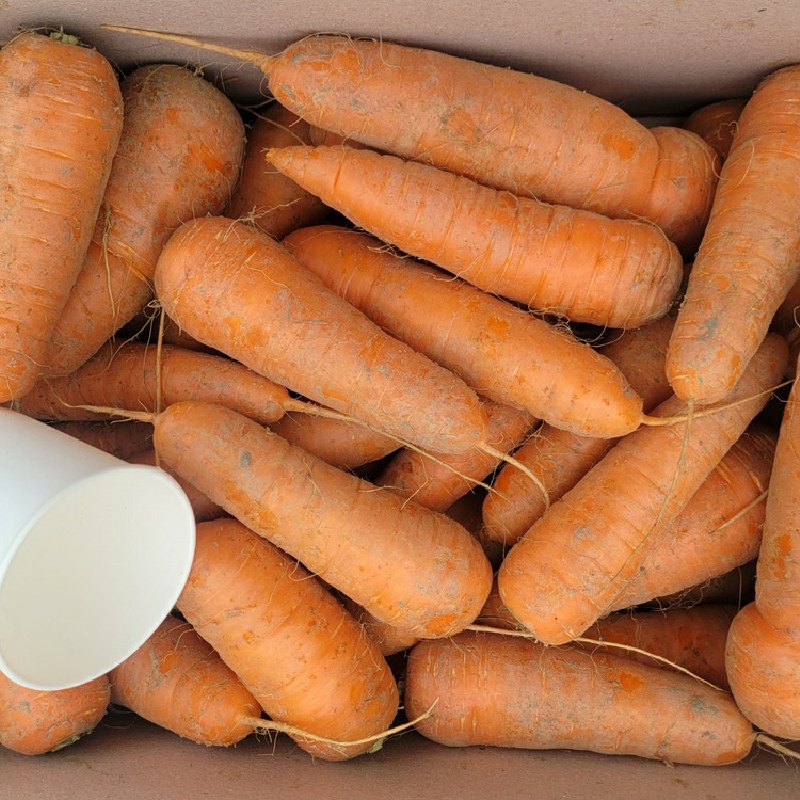 국내산 하우스 햇 흙당근 (중) 2kg 부터 높은당도 아삭하면서 부드러운식감 산지직송