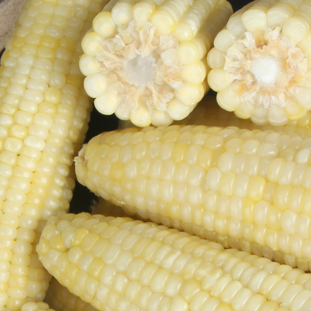 바로먹는 백찰 찐옥수수 10개 / 20개 특대16cm이상 맛있게 쪄서 급냉한 쫀득하고 찰진옥수수 전자렌지ok!