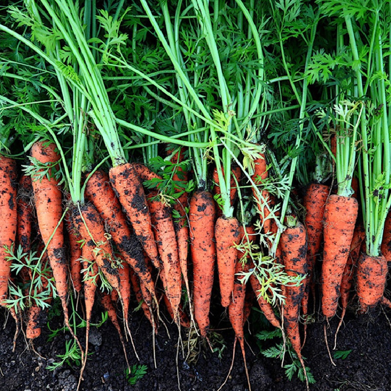 국내산 하우스 햇 흙당근 (중) 2kg 부터 높은당도 아삭하면서 부드러운식감 산지직송