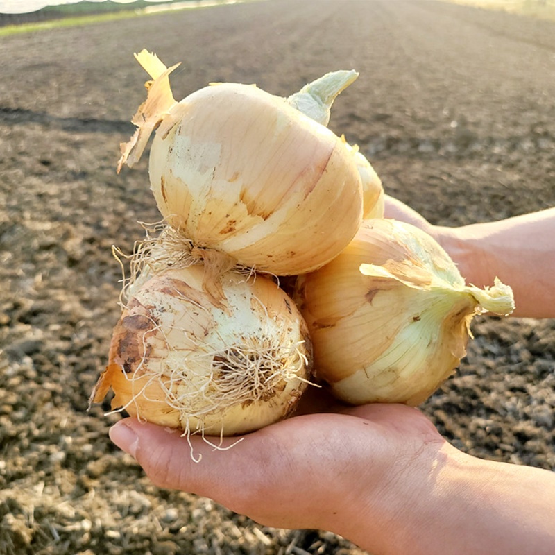 25년 양파 전남 무안 황토양파 소 3kg 부터