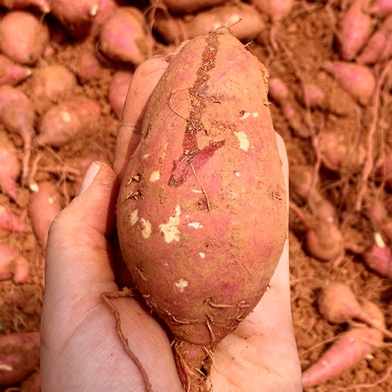 무농약 해남 꿀 고구마(비세척) 한입 3kg 부터 중상 대왕 특상 해남산지직송 밤고구마 꿀고구마