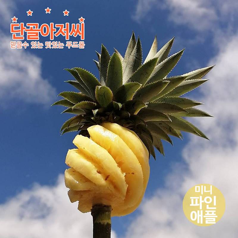 미니 파인애플500g(4-6과) 냉장푸레 작지만 깊은 달콤함 전문가의 손질 껍질제거한 신선하고 풍부한 과육