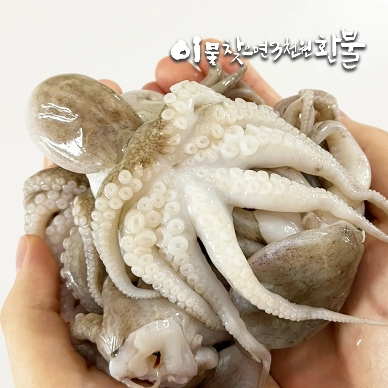 손질 특대(XL) 통주꾸미 750g(250g×3팩) 1팩기준 250g(6미)｜주꾸미볶음(자갈치비법소스2봉)