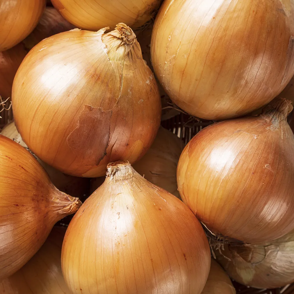 경남 창녕 햇양파 2kg 부터 중 특 육질단단 아삭 저장성이 높은 양파 시배지에서 수확된 양파