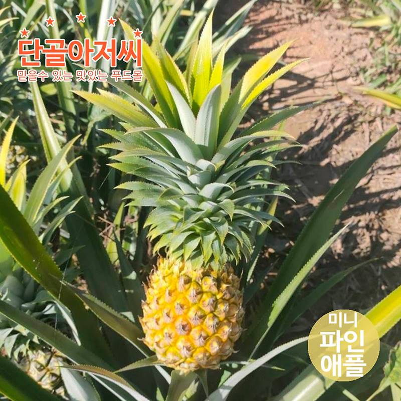미니 파인애플500g(4-6과) 냉장푸레 작지만 깊은 달콤함 전문가의 손질 껍질제거한 신선하고 풍부한 과육