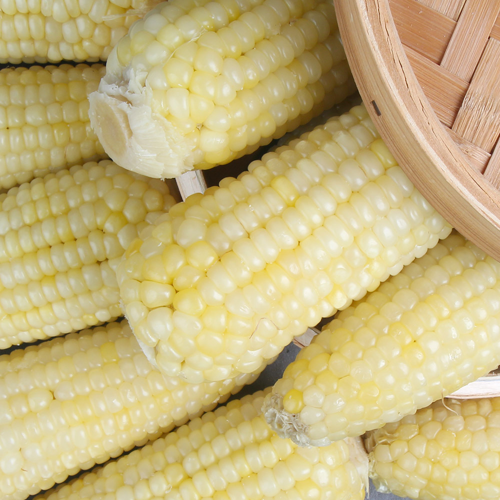 바로먹는 백찰 찐옥수수 10개 / 20개 특대16cm이상 맛있게 쪄서 급냉한 쫀득하고 찰진옥수수 전자렌지ok!