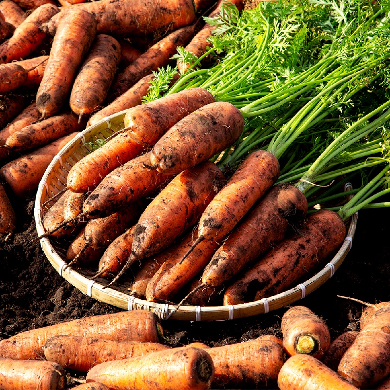 국내산 하우스 햇 흙당근 (중) 2kg 부터 높은당도 아삭하면서 부드러운식감 산지직송