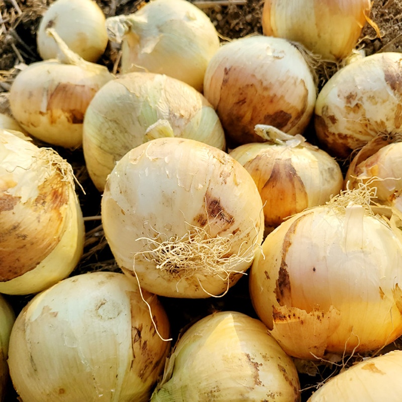 25년 양파 전남 무안 황토양파 소 3kg 부터