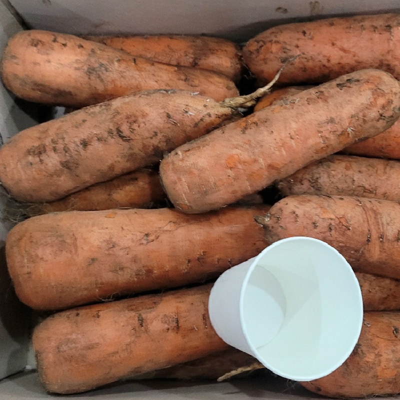 국내산 하우스 햇 흙당근 (중) 2kg 부터 높은당도 아삭하면서 부드러운식감 산지직송