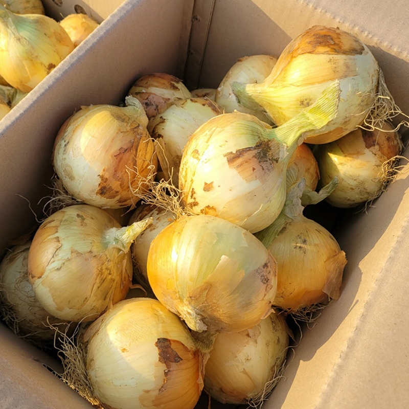 25년 양파 전남 무안 황토양파 소 3kg 부터