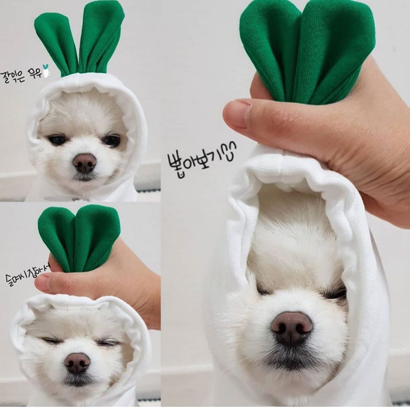 Fruits Transform Into Dogs Cats Małe i średnie psy Jesienne i zimowe bluzy z kapturem Odzież polarowa