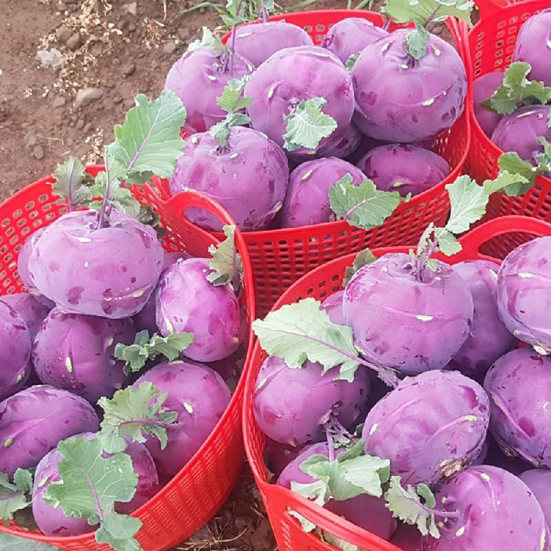 제주 콜라비 2kg 부터 해풍맞은 당도높은 아삭식감 보라색무