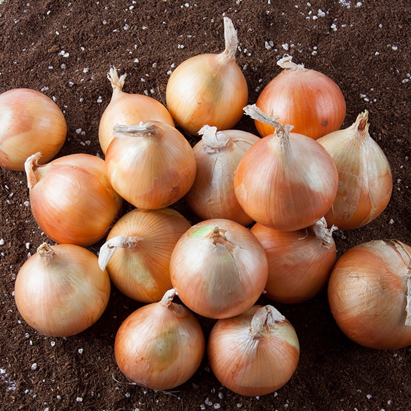 25년 양파 전남 무안 황토양파 소 3kg 부터