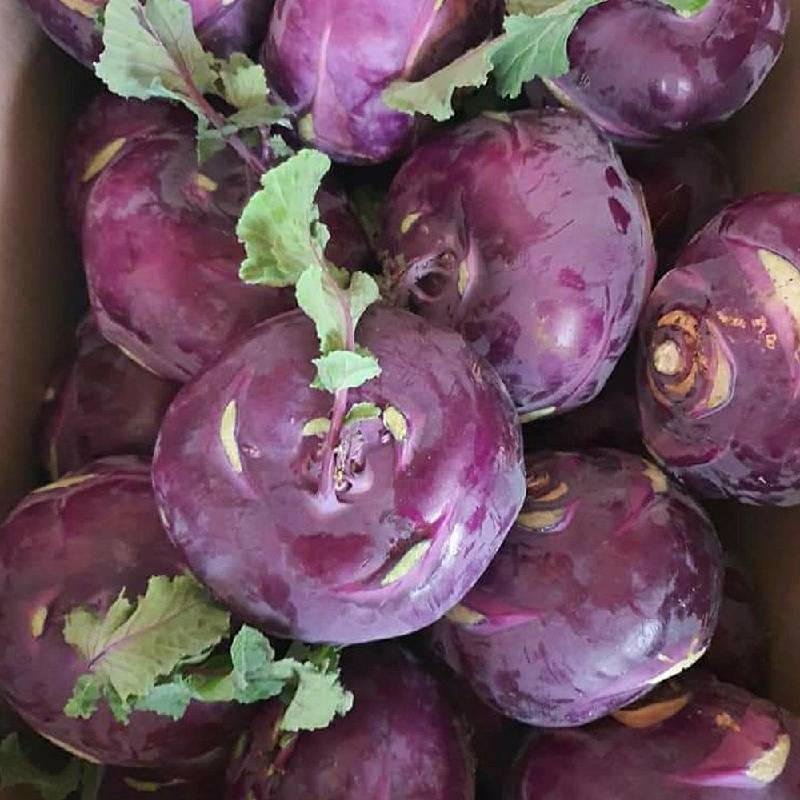 제주 콜라비 2kg 부터 해풍맞은 당도높은 아삭식감 보라색무