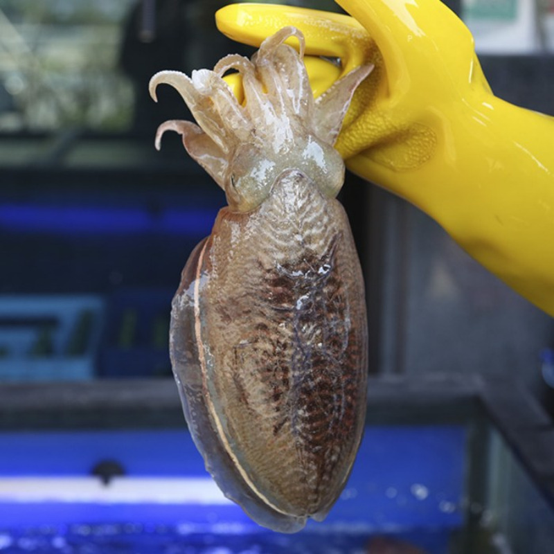 [푸디앤]  급냉 손질  갑오징어 1kg / 제철에 어획하여 급속 냉동