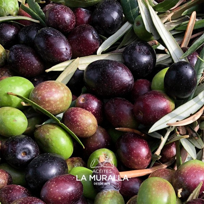 Aceite de Oliva Virgen Extra - Hojiblanca - Garrafa 5 Litros – Extracción en frío – Olivar Tradicional