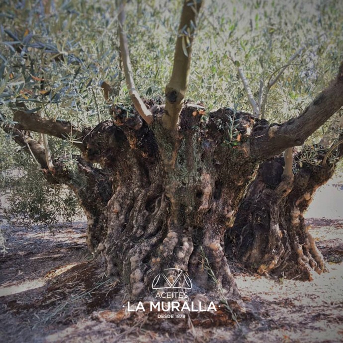 Aceite de Oliva Virgen Extra - Hojiblanca - Garrafa 5 Litros – Extracción en frío – Olivar Tradicional