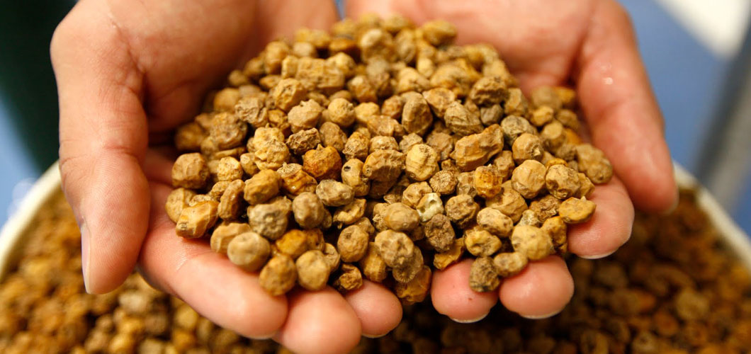 Chufas Grandes 1kg Fs Frit Ravich - Chufa Extra - Pack Ahorro 2 und.