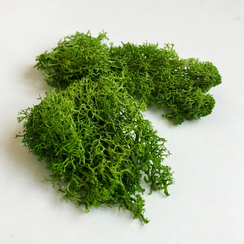 30G Địa Y Rêu Cụm Cho Bụi Cây Mô Hình Cây Lá Quy Mô Xây Dựng Mô Hình Chất Liệu Thu Nhỏ Cây Mô Hình Diy Bố Trí Dioramas