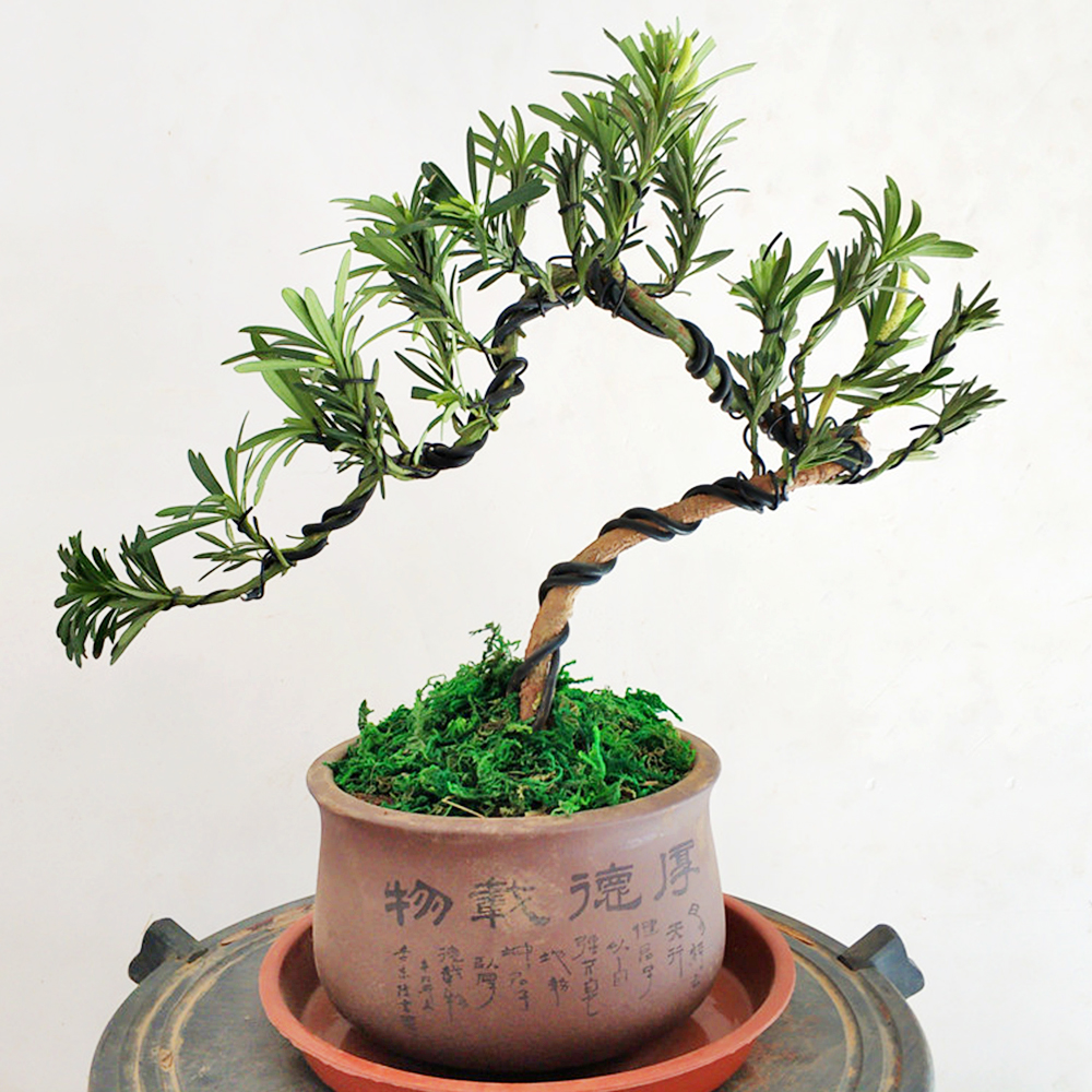 Fio de alumínio da forma de bonsai do jardim (1.0mm, 1.5mm, 2.0mm, 3mm, 4mm, 5mm) preto seis tamanhos para formas do jardim e da planta