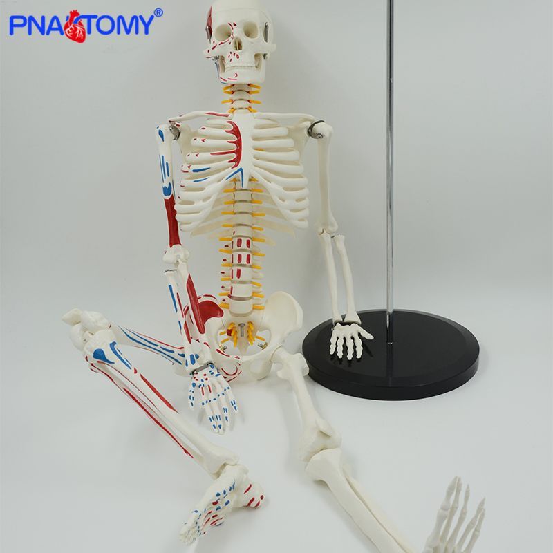 Tinggi 85Cm Model Kerangka Otot Manusia dengan Lengan dan Kaki Fleksibel Dikemas Dalam Busa Alat Studi Anatomi Sistem Kerangka Manusia