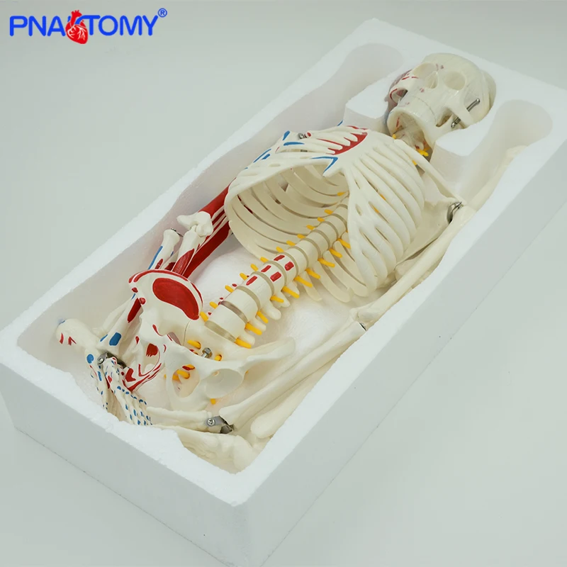 Tinggi 85Cm Model Kerangka Otot Manusia dengan Lengan dan Kaki Fleksibel Dikemas Dalam Busa Alat Studi Anatomi Sistem Kerangka Manusia