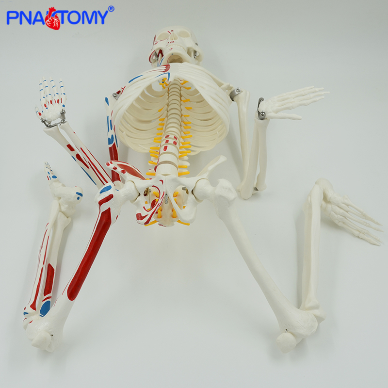 Tinggi 85Cm Model Kerangka Otot Manusia dengan Lengan dan Kaki Fleksibel Dikemas Dalam Busa Alat Studi Anatomi Sistem Kerangka Manusia