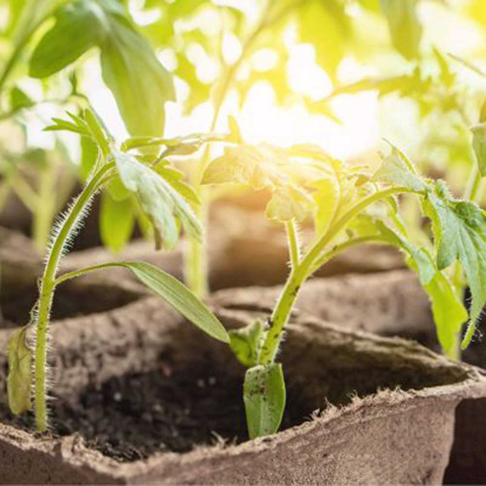 50 шт., 6 см, круглые садовые торфяные горшки