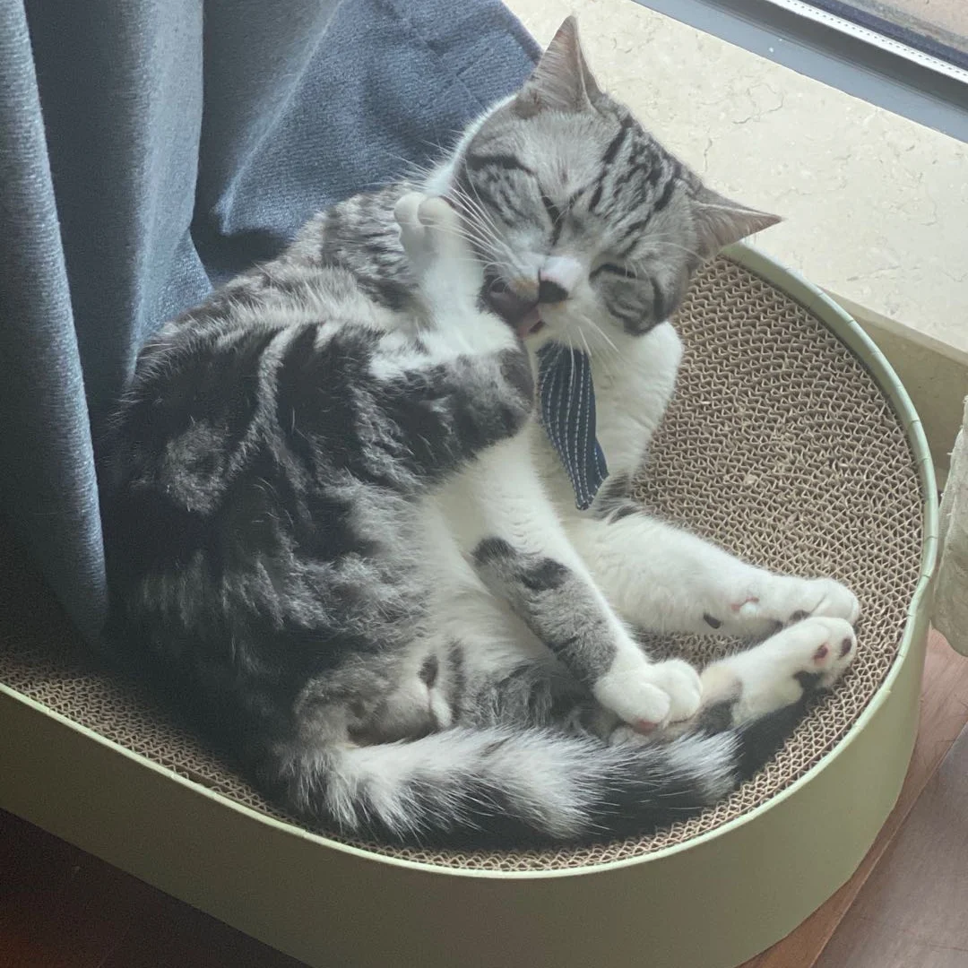 Prueba-gato