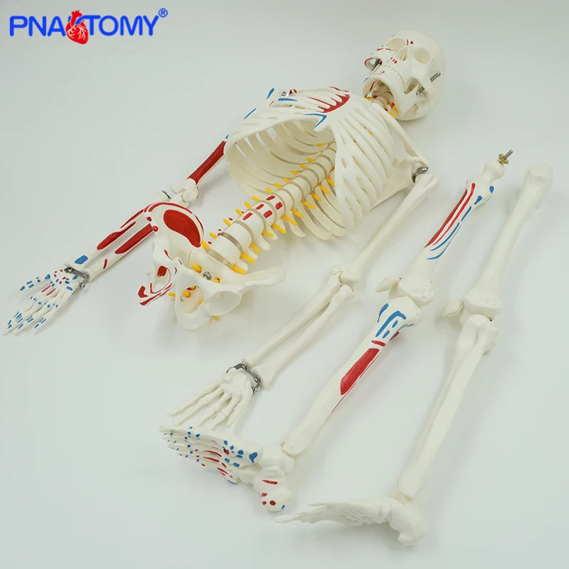 Tinggi 85Cm Model Kerangka Otot Manusia dengan Lengan dan Kaki Fleksibel Dikemas Dalam Busa Alat Studi Anatomi Sistem Kerangka Manusia