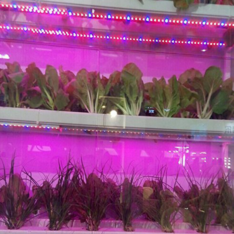 LED Grow Strip 5M/ม้วนสีแดงกันน้ำ Blue Phyto 300LEDs 12V 5050ชิป Growth ไฟ fitolamp สำหรับโรงงานดอกไม้ในร่มโคมไฟ