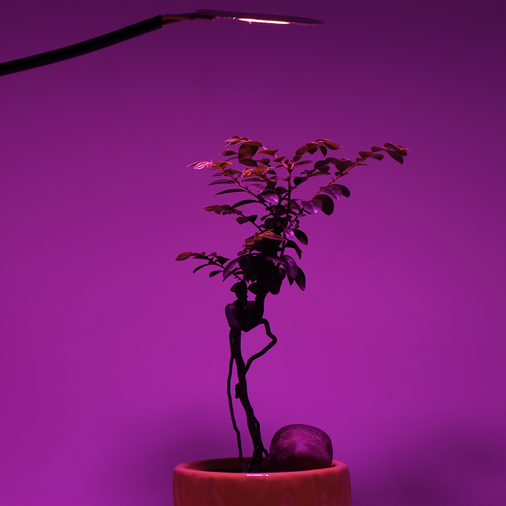 LED rosną światła pełne spektrum COB LED Chip AC 110V 220V nie ma potrzeby kierowcy Phyto lampa dla kryty roślin światła sadzonka rosną lampy
