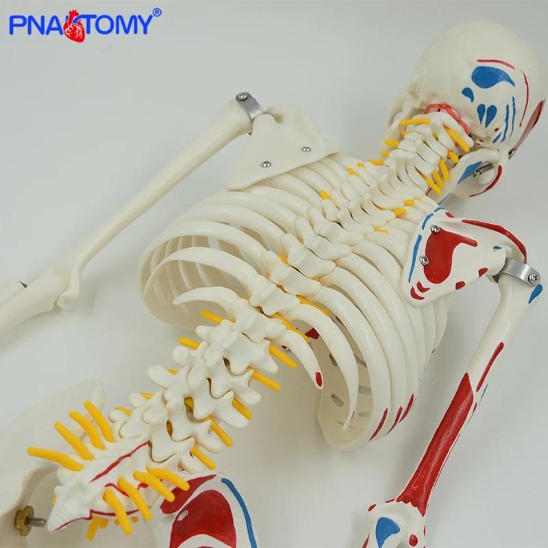 Tinggi 85Cm Model Kerangka Otot Manusia dengan Lengan dan Kaki Fleksibel Dikemas Dalam Busa Alat Studi Anatomi Sistem Kerangka Manusia