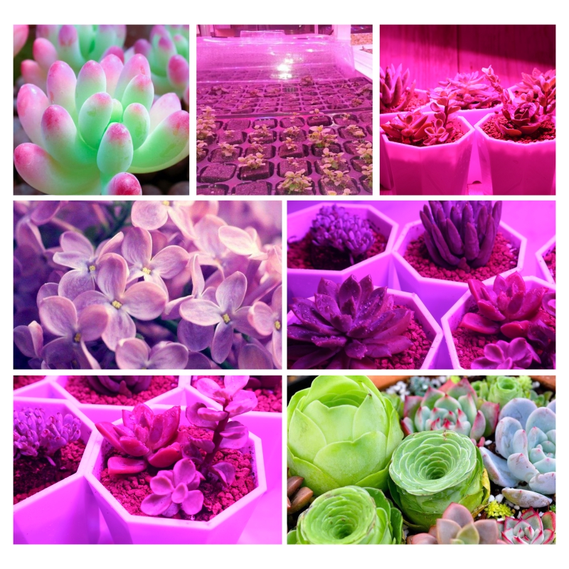 屋内植物および花栽培用のledチップ,110 nm-840nm,10w,20w,30w,50w,220v,v