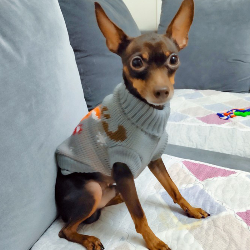 Lindo suéter para perros pequeños, ropa cálida de invierno para cachorros y gatos, jersey para perro salchicha, disfraz de Mascotas, ropa para cachorro