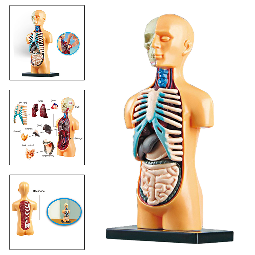 Human Torso รุ่น Body Anatomy กายวิภาคทางการแพทย์ห้องเรียนเครื่องมือที่ถอดออกได้ภายในอวัยวะ