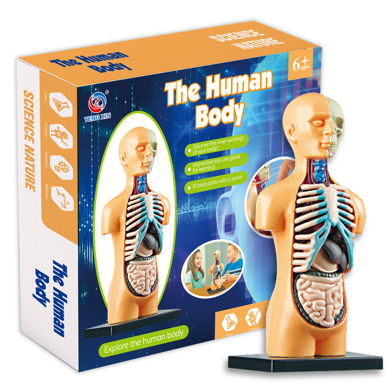 Human Torso รุ่น Body Anatomy กายวิภาคทางการแพทย์ห้องเรียนเครื่องมือที่ถอดออกได้ภายในอวัยวะ