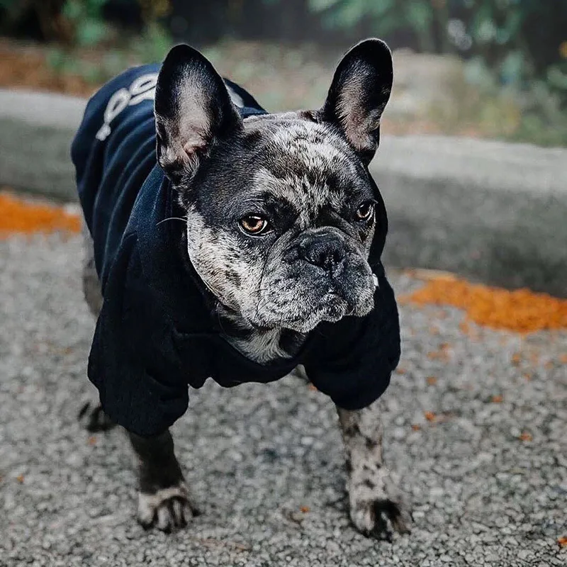 Sudaderas con capucha para mascotas, ropa Adidog para perros pequeños, chaqueta para cachorros, sudadera, abrigo, disfraz de Labrador, ropa para mantener el calor en otoño e invierno