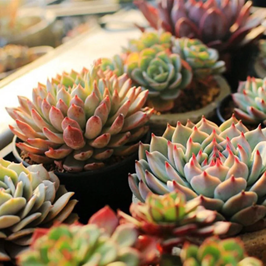 Lampe horticole de croissance LED USB, éclairage hydroponique pour croissance de plantes, fleurs et semis